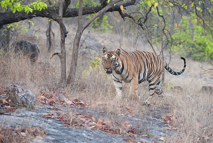 WAH011436.jpg - Tiger, Bandhavgarh Nat. Park, Indien