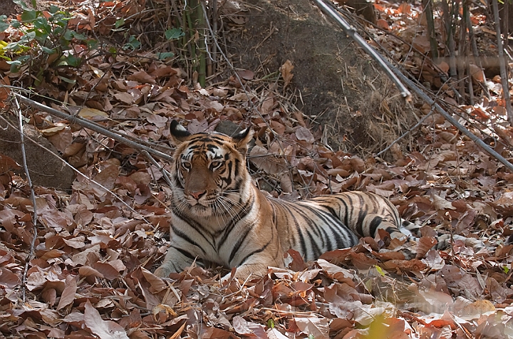 WAH011445.jpg - Tiger, Bandhavgarh Nat. Park, Indien