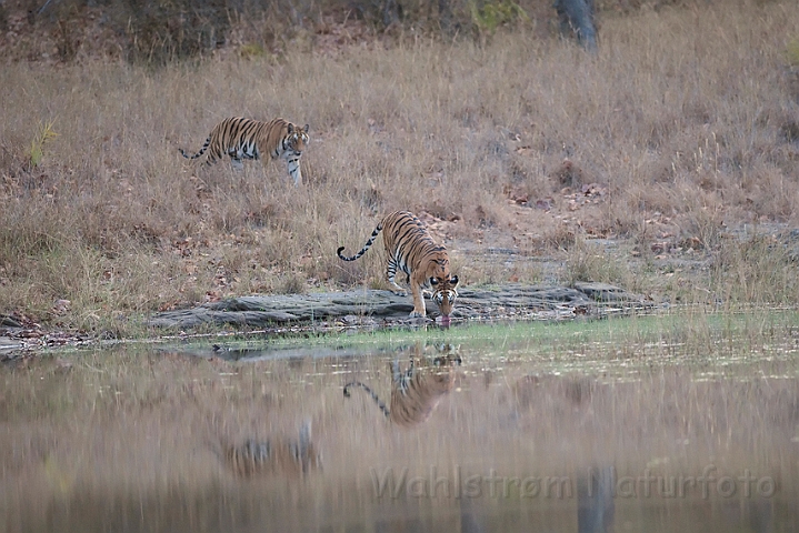 WAH011464.jpg - Tigre (Tigers), Bandhavgarh Nat. Park, Indien