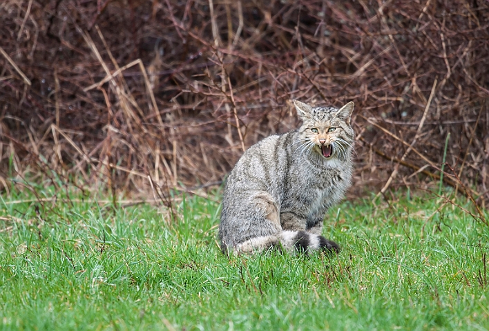 WAH029920.jpg - Vildkat (Wildcat)