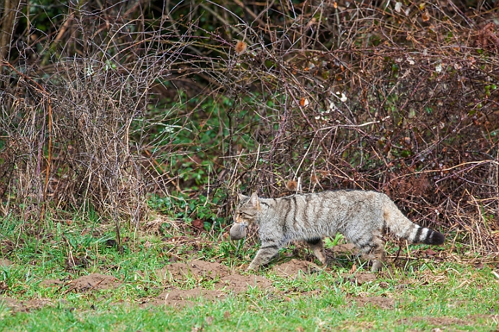 WAH029950.jpg - Vildkat (Wildcat)