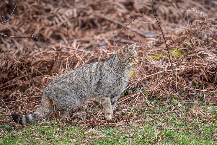 WAH030057.jpg - Vildkat (Wildcat)