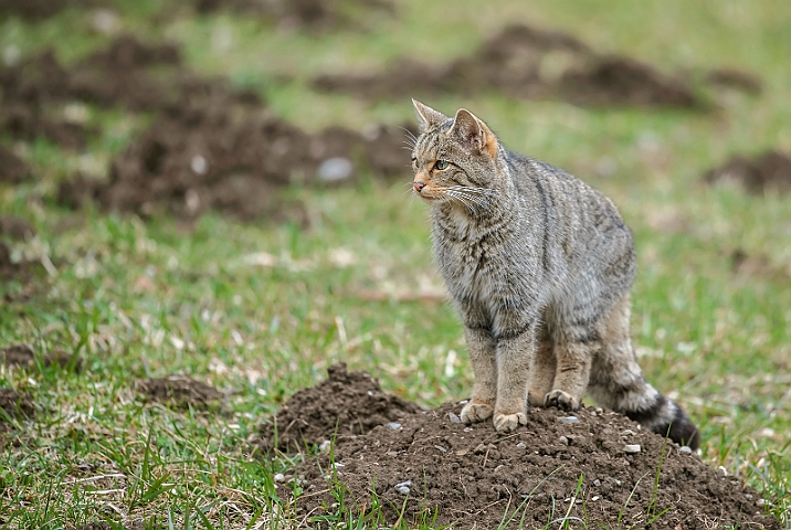 WAH030131.jpg - Vildkat (Wildcat)