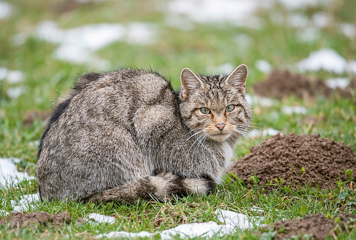 WAH030135.jpg - Vildkat (Wildcat)