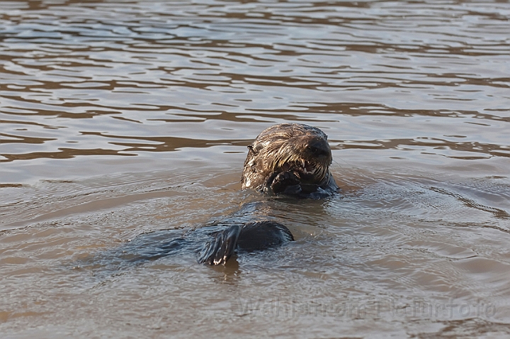 WAH020717.jpg - Havodder (Sea Otter)