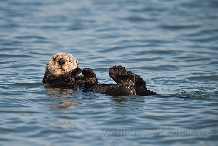 WAH020739.jpg - Havodder (Sea Otter)