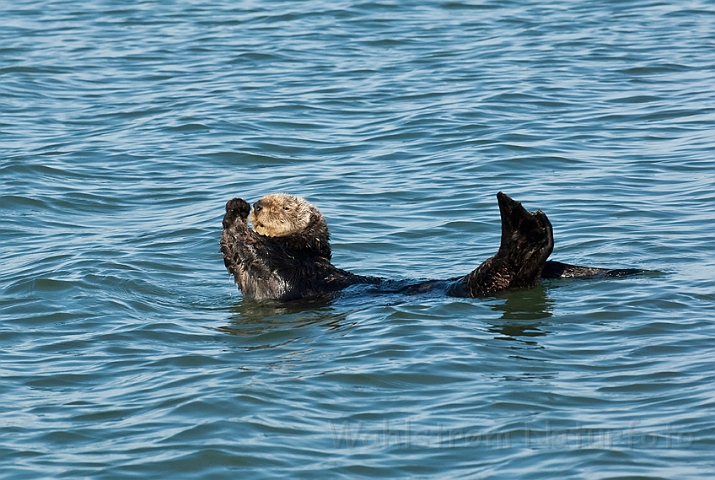 WAH020745.jpg - Havodder (Sea Otter)