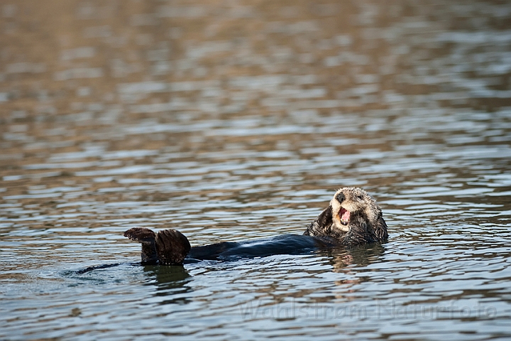 WAH020767.jpg - Havodder (Sea Otter)