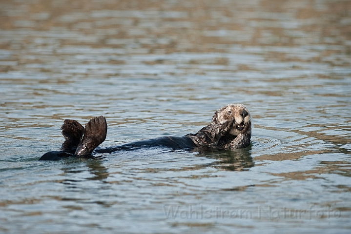 WAH020778.jpg - Havodder (Sea Otter)