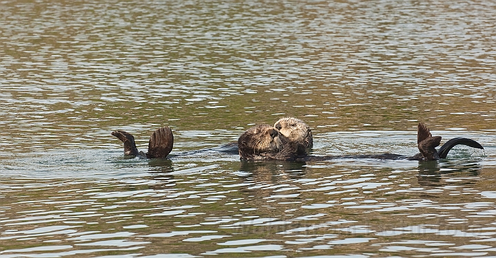 WAH020792.jpg - Havoddere (Sea Otters)