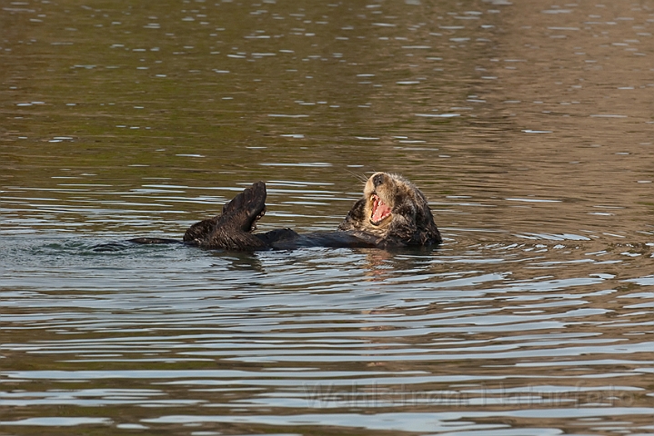 WAH020802.jpg - Havodder (Sea Otter)