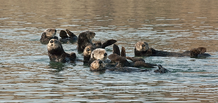 WAH020805.jpg - Havoddere (Sea Otters)