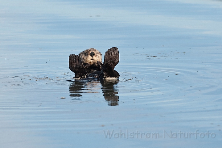 WAH020820.jpg - Havodder (Sea Otter)