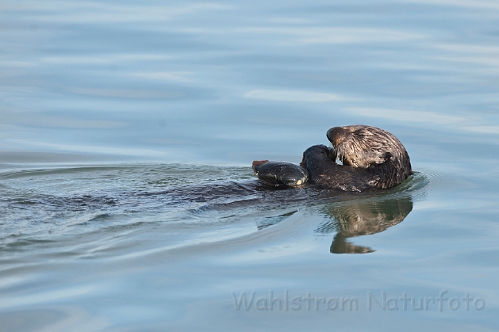 WAH020845.jpg - Havodder (Sea Otter)