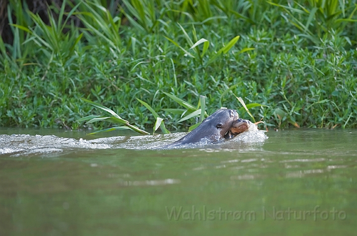 WAH019298.jpg - Kæmpeodder (Giant Otter)