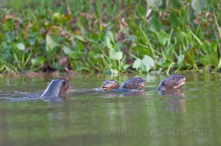 WAH019299.jpg - Kæmpeoddere (Giant Otters)