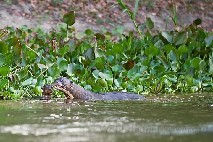 WAH019300.jpg - Kæmpeodder med unge, Pantanal, Brasilienkæmpeoddere, oddere, mårfamilier, Pantanal, Brasilien