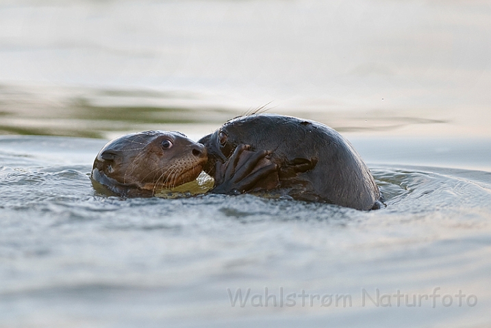 WAH019304.jpg - Kæmpeodder (Giant Otter)