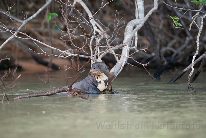 WAH019351.jpg - Kæmpeodder (Giant Otter)