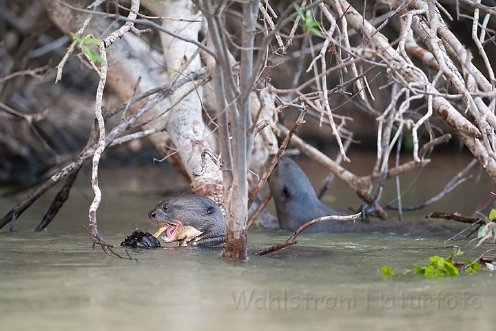 WAH019362.jpg - Kæmpeodder (Giant Otter)