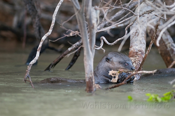 WAH019364.jpg - Kæmpeodder (Giant Otter)