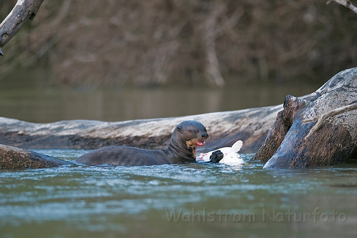 WAH019382.jpg - Kæmpeodder (Giant Otter)