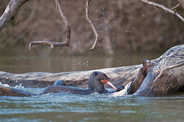 WAH019384.jpg - Kæmpeodder (Giant Otter)