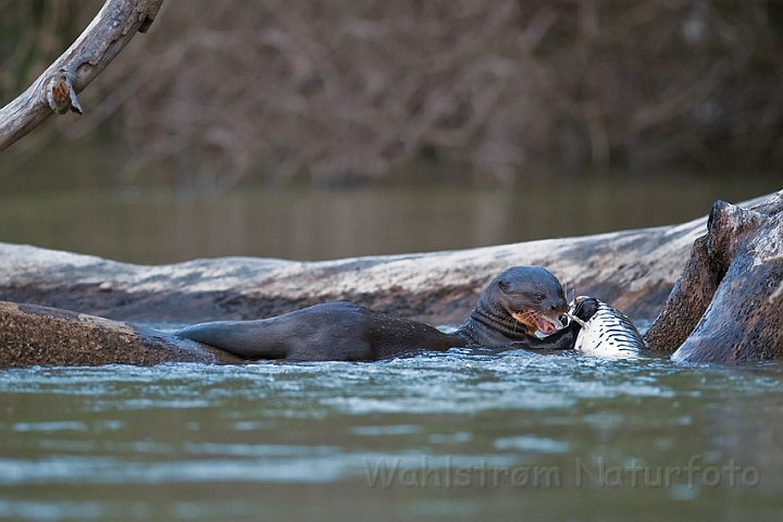 WAH019405.jpg - Kæmpeodder (Giant Otter)