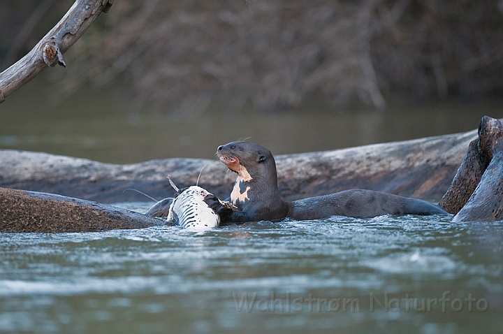 WAH019423.jpg - Kæmpeodder (Giant Otter)