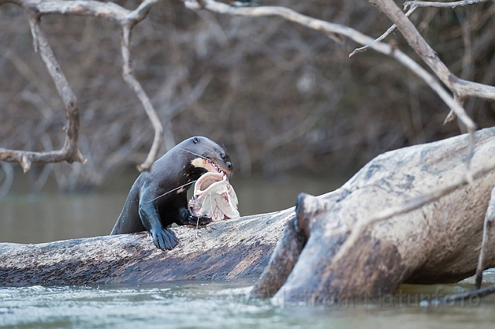 WAH019438.jpg - Kæmpeodder (Giant Otter)