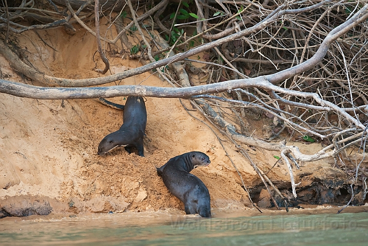 WAH019635.jpg - Kæmpeoddere (Giant Otters)