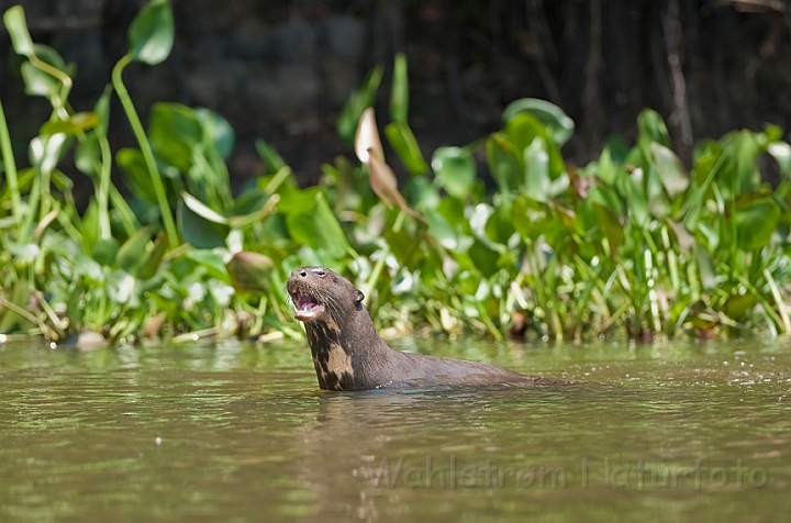 WAH019830.jpg - Kæmpeodder (Giant Otter)