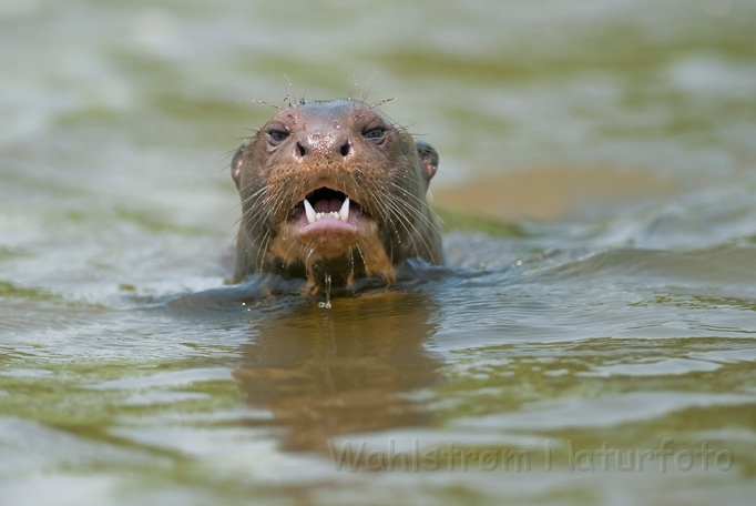 WAH019834.jpg - Kæmpeodder (Giant Otter)