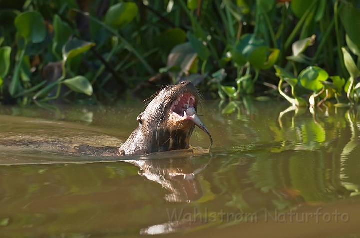 WAH019854.jpg - Kæmpeodder (Giant Otter)