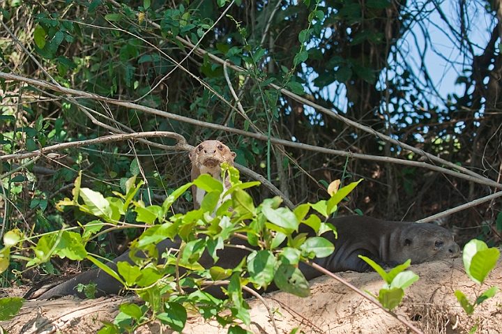 WAH019860.jpg - Kæmpeoddere (Giant Otters)