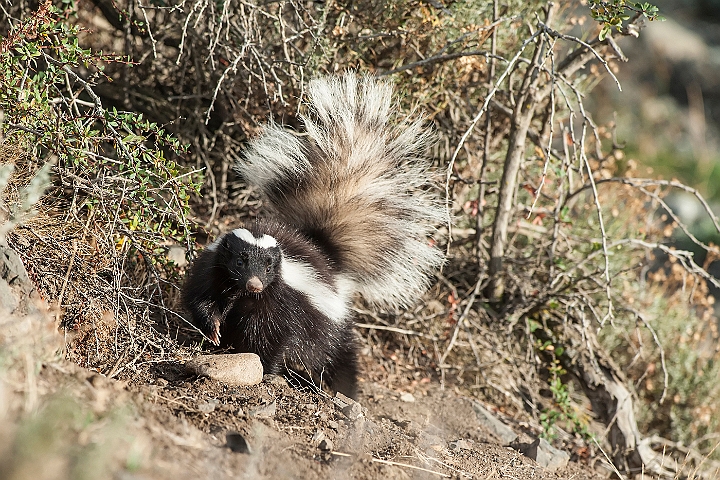 WAH025832.jpg - Andes stinkdyr (Andes skunk )