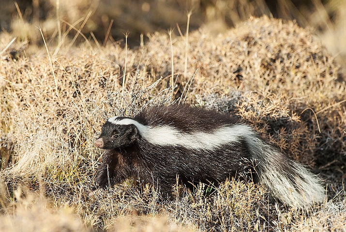 WAH025839.jpg - Andes stinkdyr (Andes skunk )