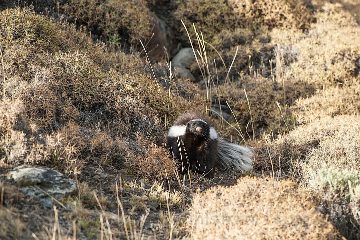 WAH025840.jpg - Andes stinkdyr (Andes skunk )