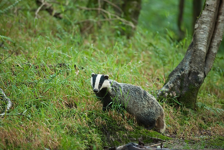 WAH018677.jpg - Grævling (Badger)