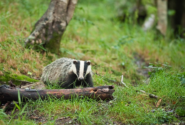 WAH018682.jpg - Grævling (Badger)