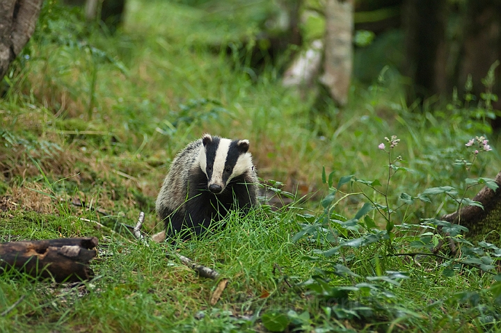 WAH018683.jpg - Grævling (Badger)