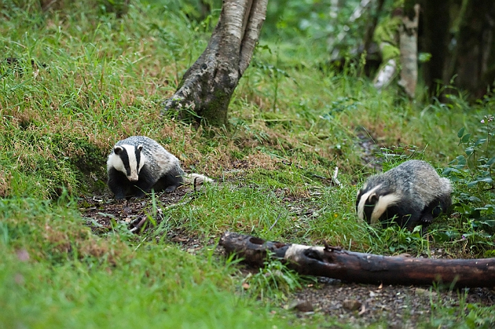 WAH018687.jpg - Grævlinger (Badgers)