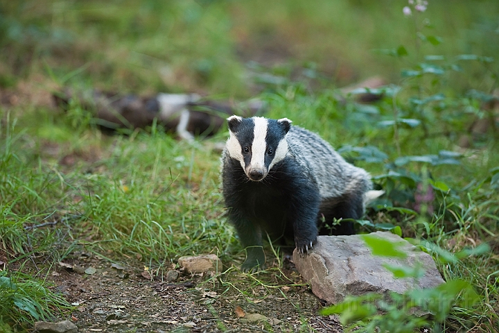 WAH018690.jpg - Grævling (Badger)