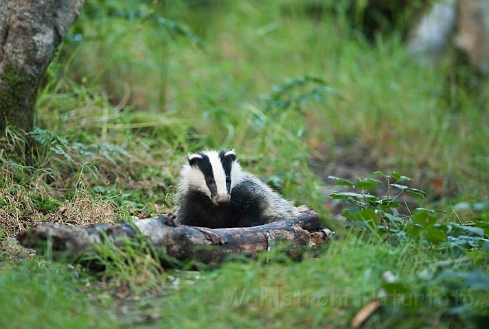 WAH018692.jpg - Grævlingeunge (Badger Cub)