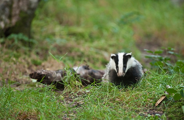 WAH018694.jpg - Grævlingeunge (Badger Cub)