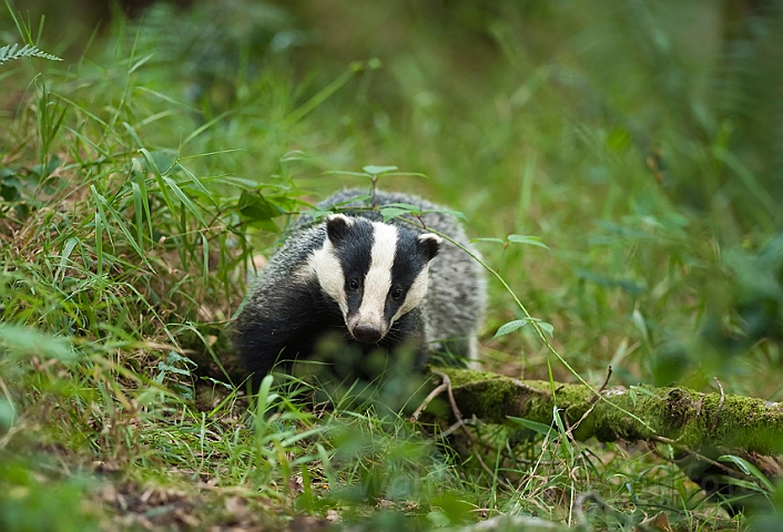 WAH018695.jpg - Grævling (Badger)