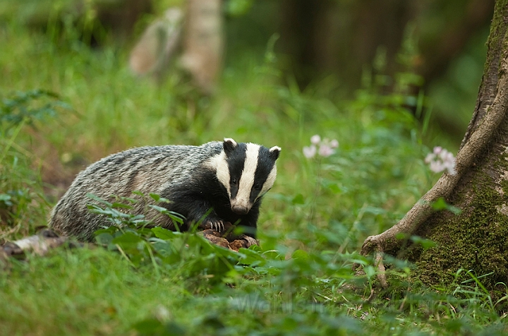 WAH018700.jpg - Grævling (Badger)