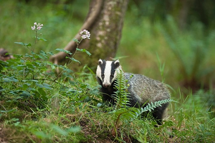 WAH018702.jpg - Grævling (Badger)