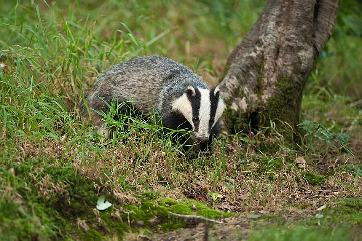 WAH018704.jpg - Grævling (Badger)