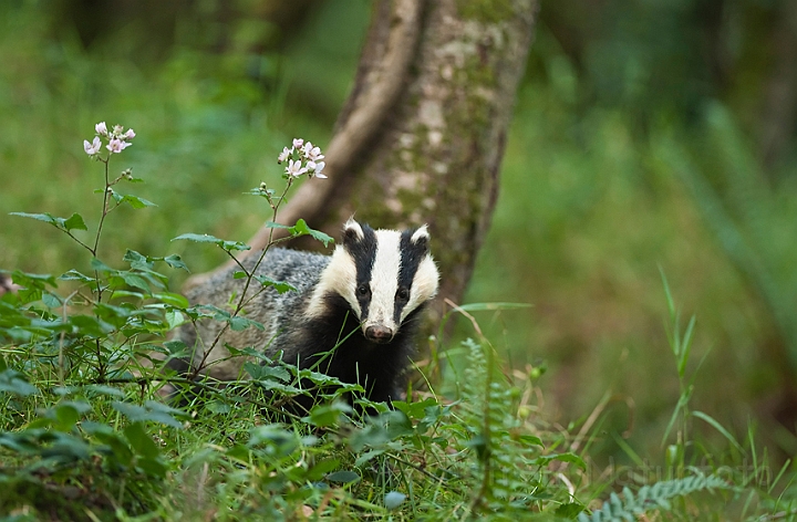 WAH018705.jpg - Grævling (Badger)